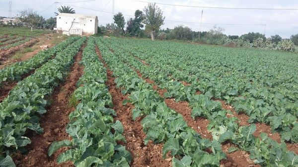 The difference with and without GMX treated water on fields in Tunisia