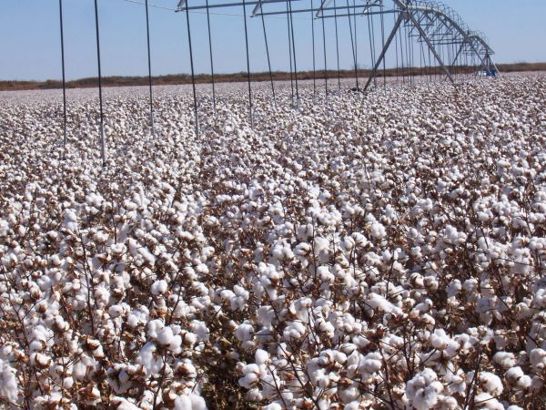 Field of irrigated cotton
