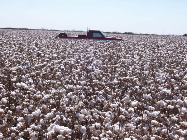 Look how high cotton came up on pickup
