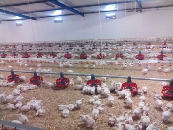 GMX units installed on water lines at a poultry farm in Tunisia