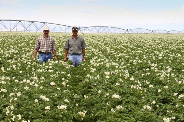 Potato plants - irrigation treated with GMX units